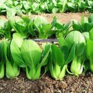 1000Pcs 'All Year Round' Chinese Cabbage Seeds Heirloom & Organic Non GMO USA Seller 1000Pcs 'All Year Round' Chinese Cabbage Seeds Heirloom & Organic Non GMO USA Seller