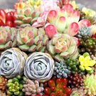 Mixed Succulent Plant Seeds Lithops Seeds 100 Seeds USA Seller Mixed Succulent Plant Seeds Lithops Seeds 100 Seeds USA Seller