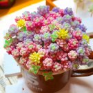 Beauty Succulents Seeds Mixed 100 Seeds USA Seller Beauty Succulents Seeds Mixed 100 Seeds USA Seller