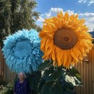 50Pcs Blue And Yellow Enchanting Giant Teddy Bear Sunflower Seeds USA Seller