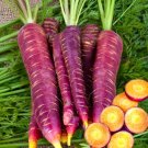 Purple Carrot Seeds 1000 Count Non GMO Heirloom Garden Vegetable USA Seller Purple Carrot Seeds 1000 Count Non GMO Heirloom Garden Vegetable USA Seller