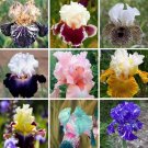 Us Multi Varieties Iris Seeds Heirloom Iris Mixed Seeds 25 Seeds USA Seller Us Multi Varieties Iris Seeds Heirloom Iris Mixed Seeds 25 Seeds USA Seller