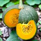 15Pcs Kabocha Squash Seeds Japanese Green Pumpkin Raised Beds USA Seller 15Pcs Kabocha Squash Seeds Japanese Green Pumpkin Raised Beds USA Seller