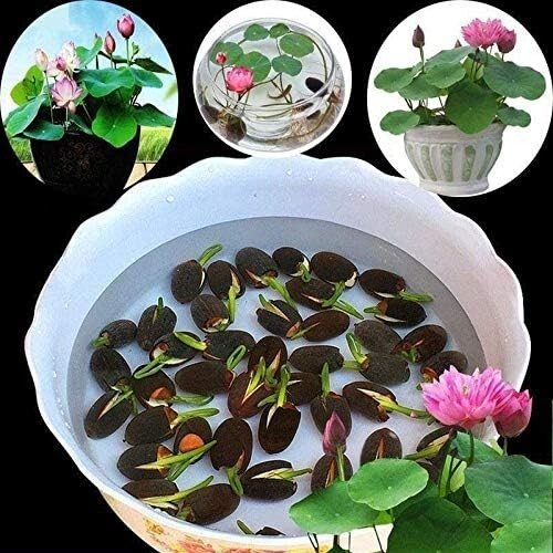 10Pcs Pre Sprouted Mixed Color Bonsai Bowl Lotus Aquatic Plants Ready To Thrive USA Seller
