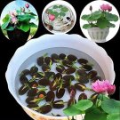10Pcs Pre Sprouted Mixed Color Bonsai Bowl Lotus Aquatic Plants Ready To Thrive USA Seller