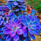 Blue Succulents Witchford Lithops Seeds Cactus Seeds 100 Seeds USA Seller Blue Succulents Witchford Lithops Seeds Cactus Seeds 100 Seeds USA Seller