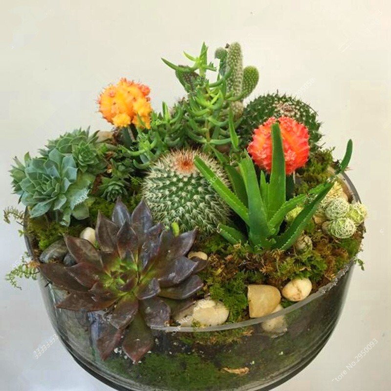 Mixed Stone Cactus Seeds Succulent Seeds 100 Seeds USA Seller