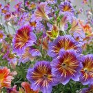 Chilean Morning Glory Seeds 100Pcs Mixed Color Blooms For Stunning Garden USA Seller