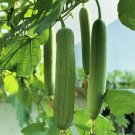 30Pcs Luffa Chubby Pier Gourd Seeds Non GMO Loofah Sponge Gourd Seeds USA Seller