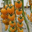 100Pcs Patio Choice Yellow Cherry Tomato Seeds Heirloom Non GMO Super Sweet USA Seller
