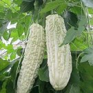 15Pcs White Pearl Bitter Gourd Seeds Heirloom Balsam Pear Melon USA Seller 15Pcs White Pearl Bitter Gourd Seeds Heirloom Balsam Pear Melon USA Seller