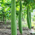 30Pcs Super Long Luffa Gourd Seeds Non GMO Loofah Sponge Gourd Seeds USA Seller 30Pcs Super Long Luffa Gourd Seeds Non GMO Loofah Sponge Gourd Seeds USA Seller