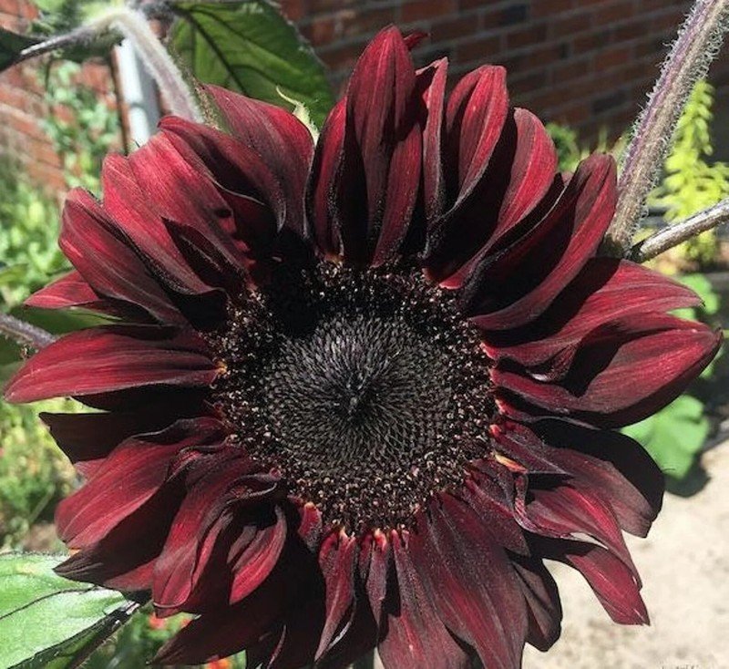 Chocolate Cherry Sunflower Seeds 50 Seeds Summer Red Brown Flower Seeds USA Seller