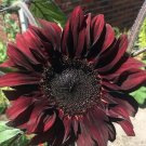 Chocolate Cherry Sunflower Seeds 50 Seeds Summer Red Brown Flower Seeds USA Seller
