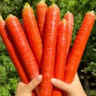 1000Pcs Red Fruit Carrot Seeds Sweet And Juicy Heirloom For Home Gardens USA Seller 1000Pcs Red Fruit Carrot Seeds Sweet And Juicy Heirloom For Home Gardens USA Seller