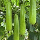 35Pcs Long Bottle Gourd Seeds Non GMO Calabash Gourd Seeds For Planting USA Seller