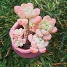 Tiscalatengo Gorge Sedum 100 Seeds Succulent Seeds USA Seller