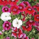 300 Baby Doll Dianthus Seeds Mix Dianthus Chinensis USA Seller