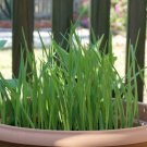 100 Cat Grass Seeds Cat Grass Crested Wheat Grass USA Seller