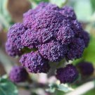 400 Early Purple Sprouting Broccoli Seeds Non GMO Heirloom USA Seller 400 Early Purple Sprouting Broccoli Seeds Non GMO Heirloom USA Seller