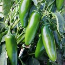 100 Jalapeno Hot Pepper Seeds Medium Poppers Heirloom Non GMO USA Seller