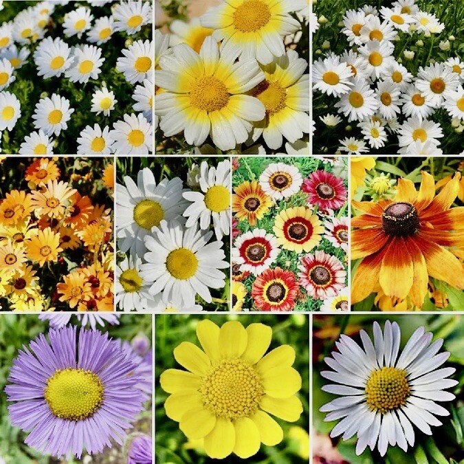 500 Mix Daisy Crazy Seeds Daisy Flower Seeds Mix Attracts Hummingbirds USA Seller