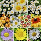 500 Mix Daisy Crazy Seeds Daisy Flower Seeds Mix Attracts Hummingbirds USA Seller 500 Mix Daisy Crazy Seeds Daisy Flower Seeds Mix Attracts Hummingbirds USA Seller