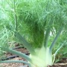 200 Florence Fennel Seeds Foeniculum Vulgare Herbs Garden Seeds USA Seller