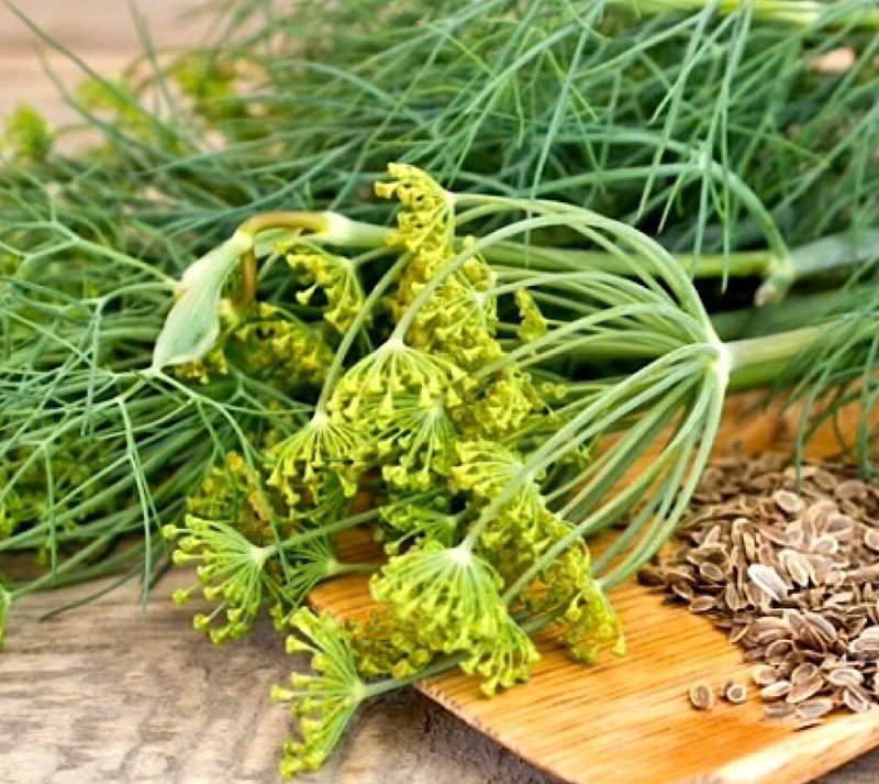 500 Dukat Dill Seeds Heirloom Non GMO USA Seller