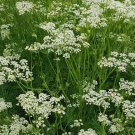 300 Caraway Seeds Fresh Harvest Gardens Herbs Seeds USA Seller