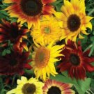 25 Sunflower Seeds All Sorts Mix Mixture Flower Seeds Non GMO USA Seller