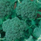 500 Broccoli Seeds Calabrese Non GMO USA Seller