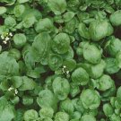 1000 True Watercress Seeds Nasturtium Officinale Non GMO Heirloom USA Seller