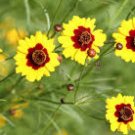 Coreopsis Dwarf Plains 100 Fresh Seeds USA Seller Coreopsis Dwarf Plains 100 Fresh Seeds USA Seller