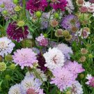 Pincushion Flower 35 Fresh Seeds Scabioas Atropurea USA Seller Pincushion Flower 35 Fresh Seeds Scabioas Atropurea USA Seller