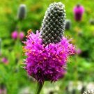 Purple Prairie Clover 100 Fresh Seeds USA Seller