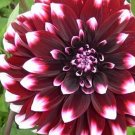 20 Seeds For Dark Red Contraste Dahlia Flower Exotic Bloom Plant USA Seller