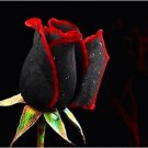 20 Seeds For Black Red Hybrid Tea Rose Flower Bush Exotic Plant USA Seller 20 Seeds For Black Red Hybrid Tea Rose Flower Bush Exotic Plant USA Seller
