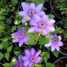 20 Seeds Violet Lilac Clematis Flower Exotic Vine 23 Bush Plant USA Seller