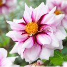 20 Seeds For White Purple Pink Dahlia Flower Exotic Garden Plant USA Seller 20 Seeds For White Purple Pink Dahlia Flower Exotic Garden Plant USA Seller