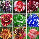 20 Seeds For Mixed Colors Dragon Striped Rose Swirl Flower Bush USA Seller 20 Seeds For Mixed Colors Dragon Striped Rose Swirl Flower Bush USA Seller