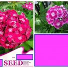 20 Seeds Fuchsia Pink Chinese Carnation Flower Exotic Garden Plant USA Seller 20 Seeds Fuchsia Pink Chinese Carnation Flower Exotic Garden Plant USA Seller