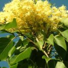 20 Seeds For Sun Yellow Lilac Flowering Exotic Bloom Plant Bush USA Seller