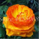 20 Seeds For Gold Orange Peonies Flowering Blossom Exotic Plant USA Seller