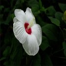 20 Seeds Pure White Hibiscus Flower Exotic Bush Garden House Plant USA Seller