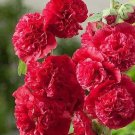 20 Seeds For Red Pink Swirl Hollyhock Flower Bed Exotic Plant USA Seller
