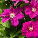 20 Seeds For Magenta Pink Clematis Flower Exotic Vine Bush Plant USA Seller 20 Seeds For Magenta Pink Clematis Flower Exotic Vine Bush Plant USA Seller