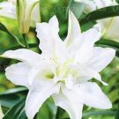 20 Seeds For Moon White Lily Flower Exotic Home Garden Plant USA Seller