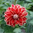 20 Seeds For Red Dahlia Flower Exotic Blossom Garden Bloom Plant USA Seller