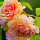 20 Seeds For Saffron Yellow Peonies Flowering Exotic Plant Bush USA Seller